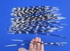 50 Long African Porcupine Quills for Sale 11 to 15 inches long - You are buying the quills pictured for 39.99