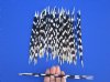 50 African Porcupine Quills for Sale 9 to 12 inches long - You are buying the quills pictured for 39.99