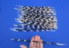 50 Bulk African Porcupine Quills 10 to 13 inches - Buy these for $39.99