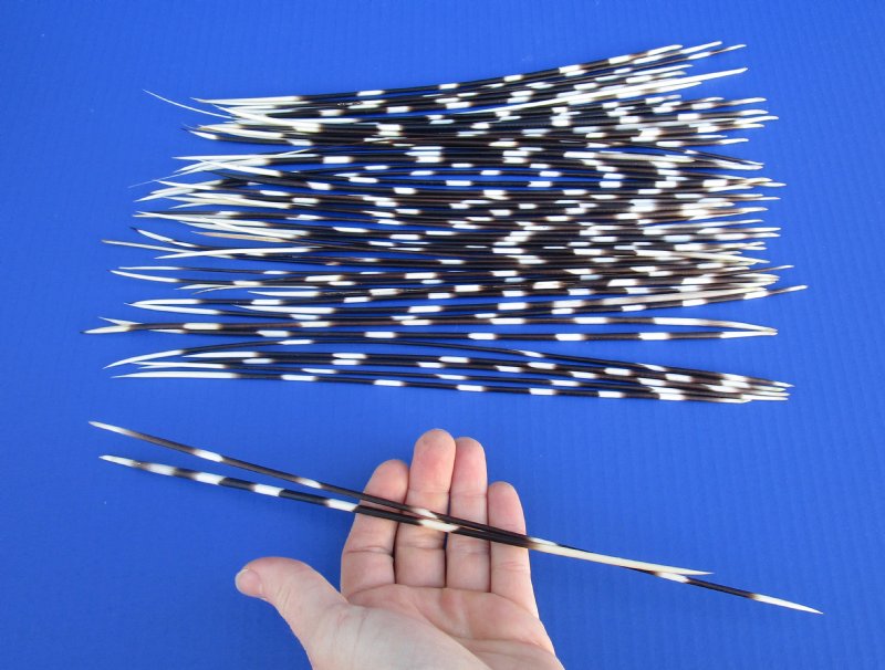 50 African Porcupine Quills for Sale 10 to 13 inches long