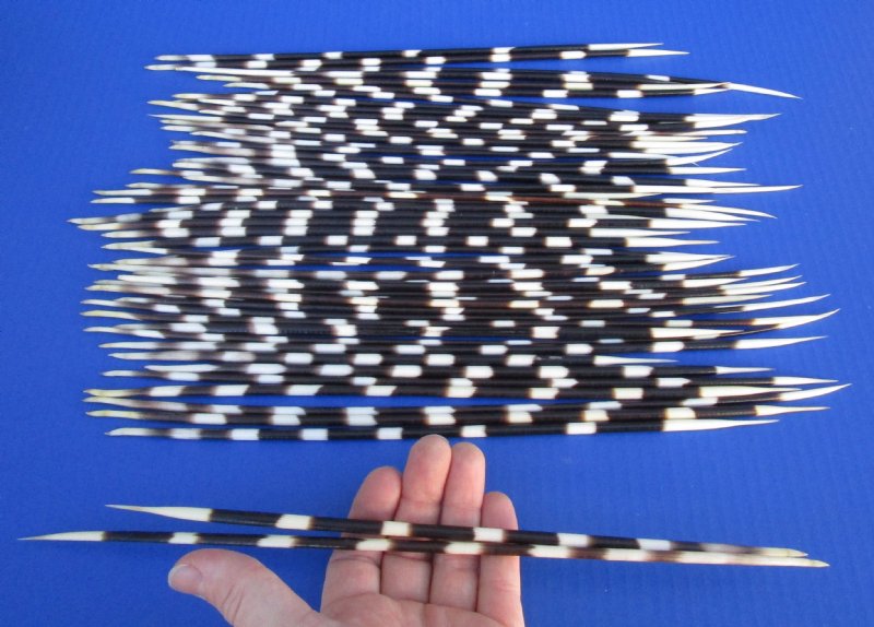 50 African Porcupine Quills for Quillwork measuring 11 to 14 inches long