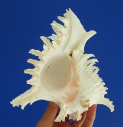 7 by 6 inches Beautiful Murex Ramosus Seashell  for $12.99