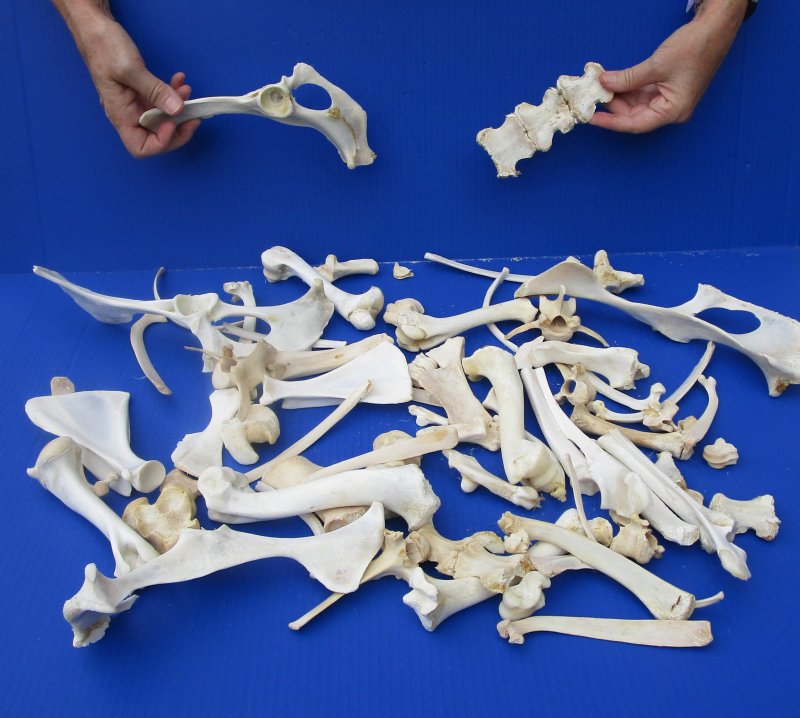 shell cordovan deer bone