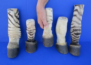 Taxidermy African Zebra Foot Mount for Sale - $59.99 each