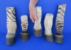 <font color=red> Wholesale</font> Taxidermy African Zebra Foot Mount for Sale  Pack of 6 @ $45.00 each