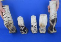 Taxidermy African Zebra Foot Mount for Sale - $59.99 each