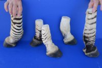 Taxidermy African Zebra Foot Mount for Sale - $59.99 each