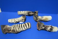Taxidermy African Zebra Foot Mount for Sale - $59.99 each