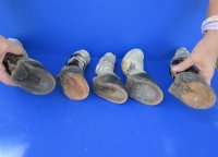Taxidermy African Zebra Foot Mount for Sale - $59.99 each