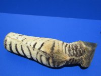 Taxidermy African Zebra Foot Mount for Sale - $59.99 each