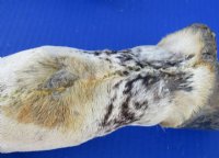 Taxidermy African Zebra Foot Mount for Sale - $59.99 each