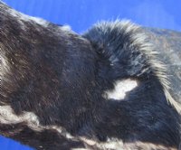 Taxidermy African Zebra Foot Mount for Sale - $59.99 each