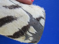 Taxidermy African Zebra Foot Mount for Sale - $59.99 each