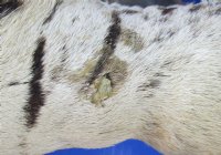 Taxidermy African Zebra Foot Mount for Sale - $59.99 each