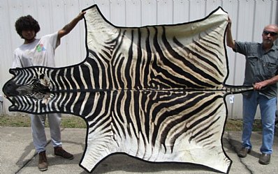 Zebra Hide Rug, Zebra Skin Rug