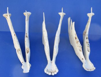 Real African Burchelli Zebra Mandible (Lower Jaw Bone), <font color=red> Grade B </font> - 2 @ $24.00 each