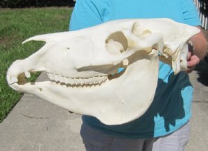 Zebra Skulls