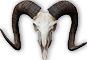 Skull Icon